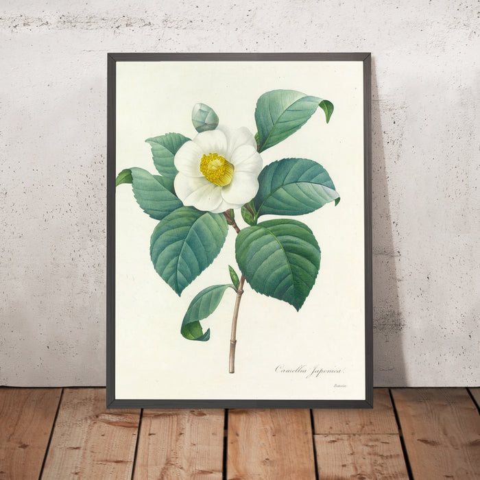 A framed image of Camellia Japonica (Plate 16) by Pierre Joseph Redouté, 1827