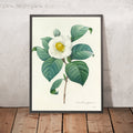 A framed image of Camellia Japonica (Plate 16) by Pierre Joseph Redouté, 1827