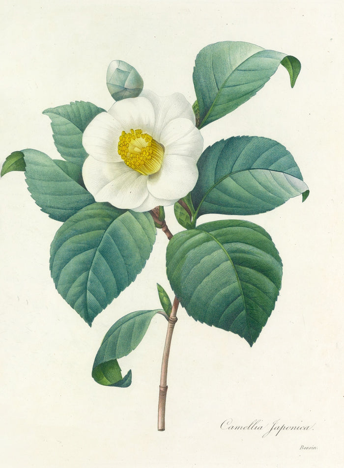 Camellia Japonica (Plate 16) by Pierre Joseph Redouté, 1827