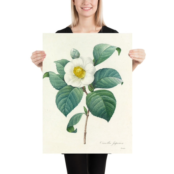 Camellia Japonica (Plate 16) by Pierre Joseph Redouté, 1827