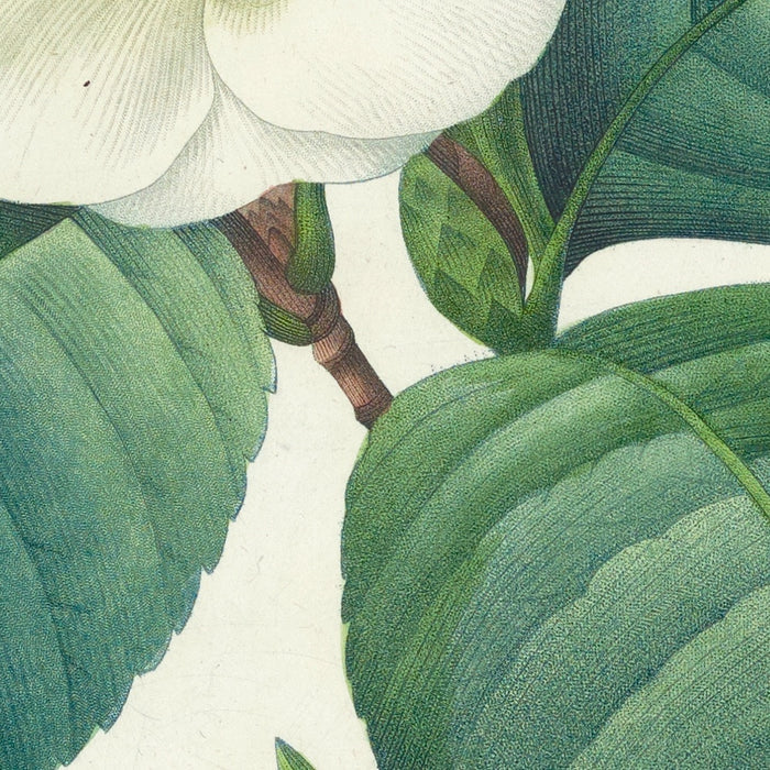 Camellia Japonica (Plate 16) by Pierre Joseph Redouté, 1827