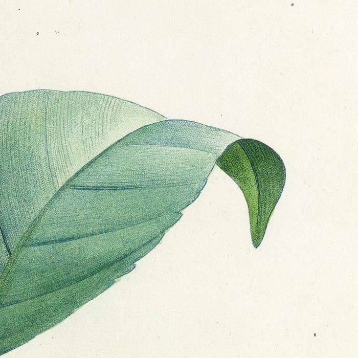 Camellia Japonica (Plate 16) by Pierre Joseph Redouté, 1827