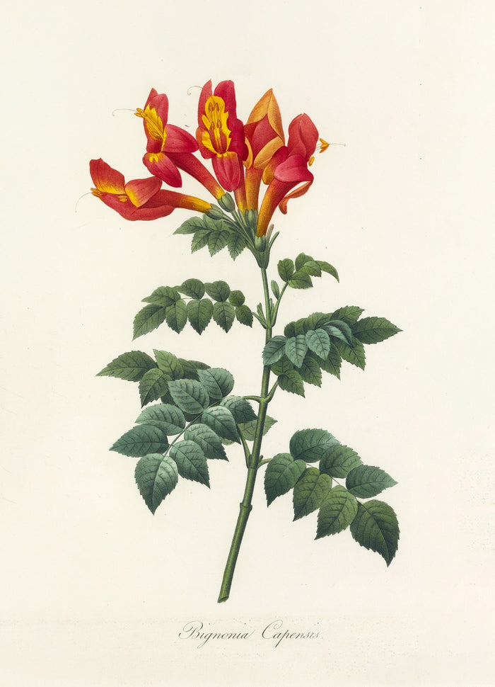 Cape Honeysuckle (Bignonia capensis, Plate 13) by Pierre Joseph Redouté, 1827