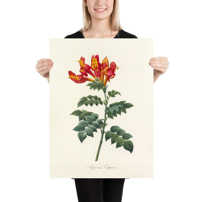 Cape Honeysuckle (Bignonia capensis, Plate 13) by Pierre Joseph Redouté, 1827