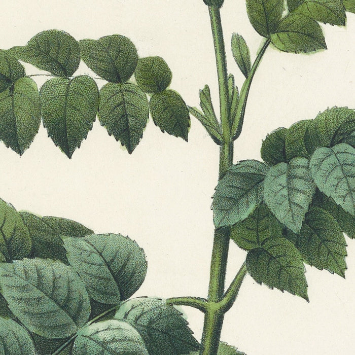 Cape Honeysuckle (Bignonia capensis, Plate 13) by Pierre Joseph Redouté, 1827