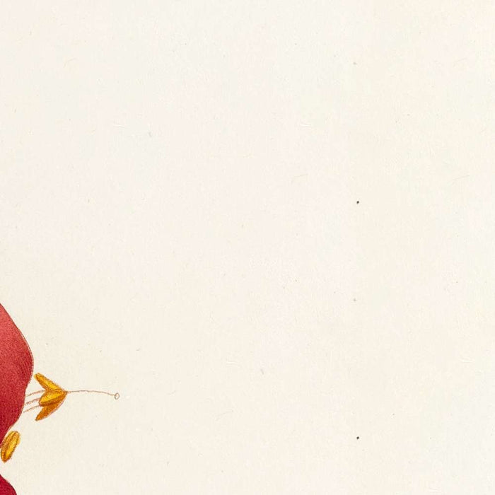 Cape Honeysuckle (Bignonia capensis, Plate 13) by Pierre Joseph Redouté, 1827