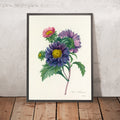 A framed image of China Aster (Aster chinensis, Plate 10) by Pierre Joseph Redouté, 1827