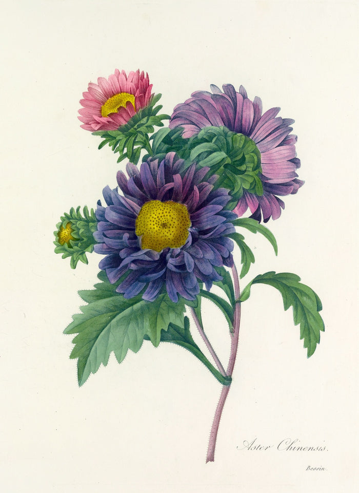 China Aster (Aster chinensis, Plate 10) by Pierre Joseph Redouté, 1827