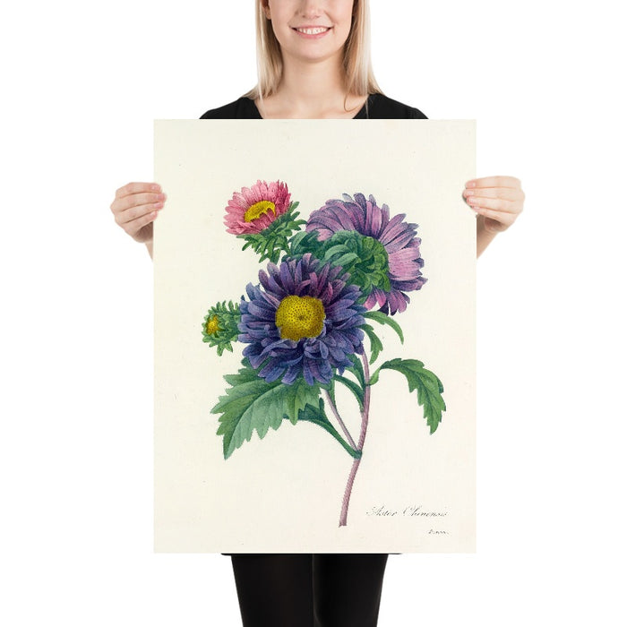 China Aster (Aster chinensis, Plate 10) by Pierre Joseph Redouté, 1827