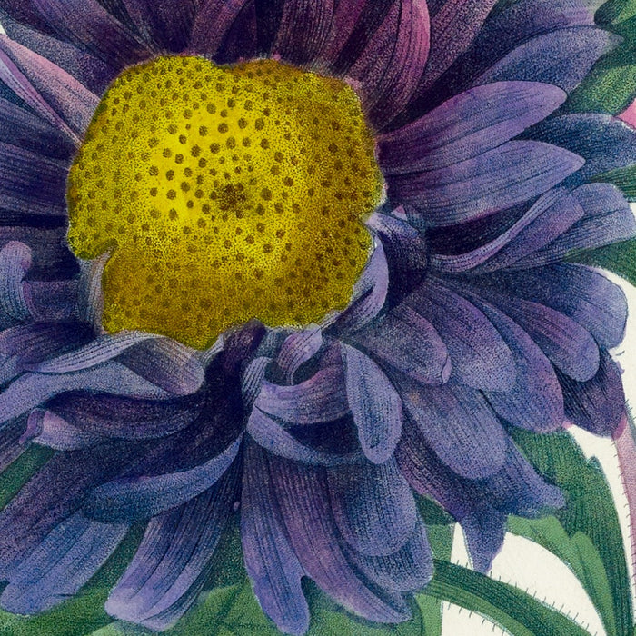 China Aster (Aster chinensis, Plate 10) by Pierre Joseph Redouté, 1827