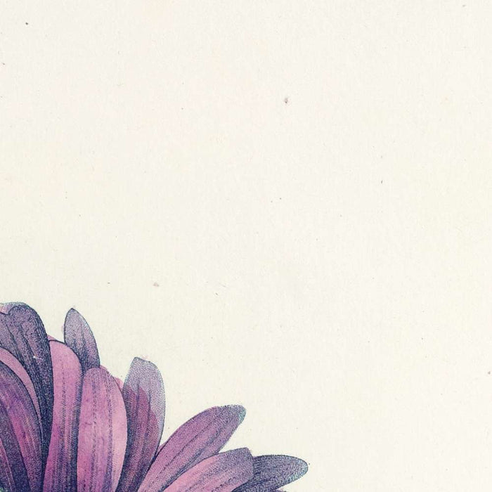 China Aster (Aster chinensis, Plate 10) by Pierre Joseph Redouté, 1827