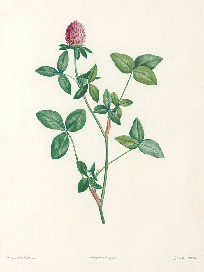 Clover (Trifolium, Plate 20) by Pierre Joseph Redouté, 1805