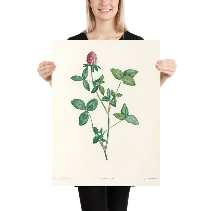 Clover (Trifolium, Plate 20) by Pierre Joseph Redouté, 1805