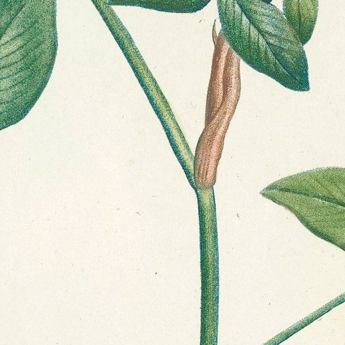 Clover (Trifolium, Plate 20) by Pierre Joseph Redouté, 1805