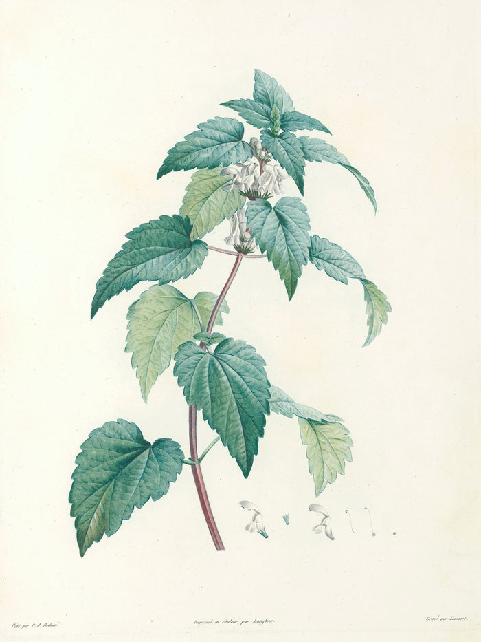 Dead-Nettles (Lamium, Plate 21) by Pierre Joseph Redouté, 1805