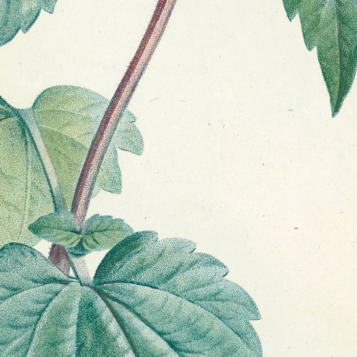 Dead-Nettles (Lamium, Plate 21) by Pierre Joseph Redouté, 1805