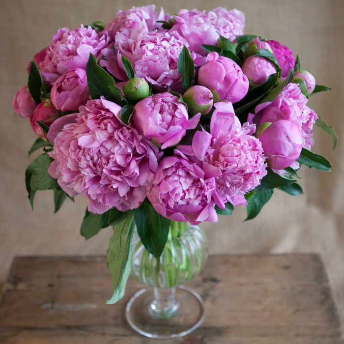 A bright pink single element bouquet of pink peonies in a glass vase