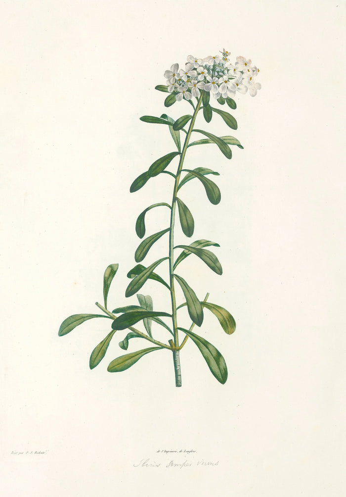 Evergreen Candytuft (Iberis sempervirens, Plate 11) by Pierre Joseph Redouté, 1805