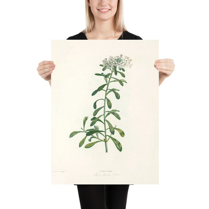 Evergreen Candytuft (Iberis sempervirens, Plate 11) by Pierre Joseph Redouté, 1805