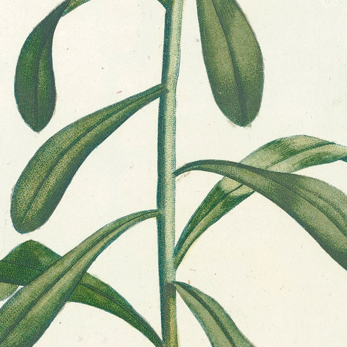 Evergreen Candytuft (Iberis sempervirens, Plate 11) by Pierre Joseph Redouté, 1805