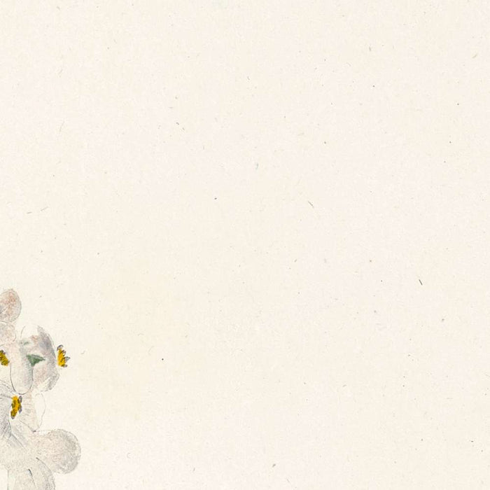 Evergreen Candytuft (Iberis sempervirens, Plate 11) by Pierre Joseph Redouté, 1805