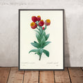 A framed image of Choix des plus belles fleurs (Plate 11) by Pierre Joseph Redouté, 1827