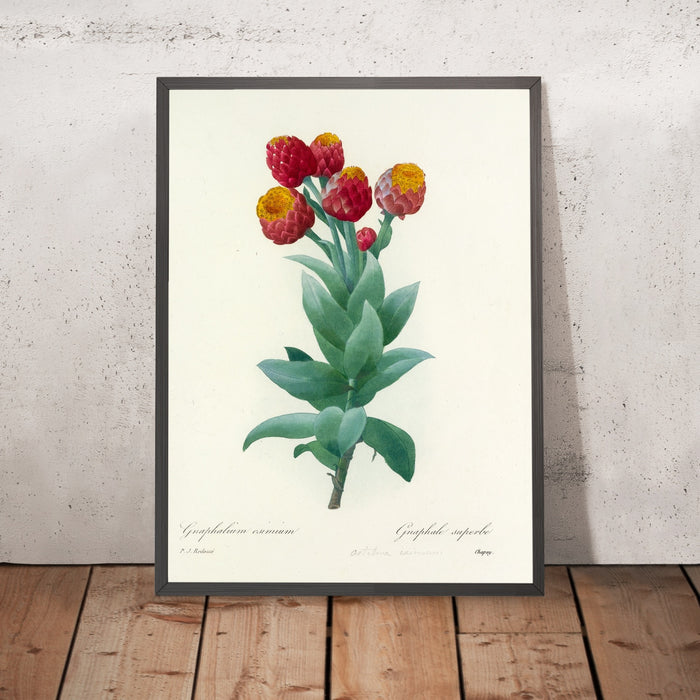 A framed image of Choix des plus belles fleurs (Plate 11) by Pierre Joseph Redouté, 1827