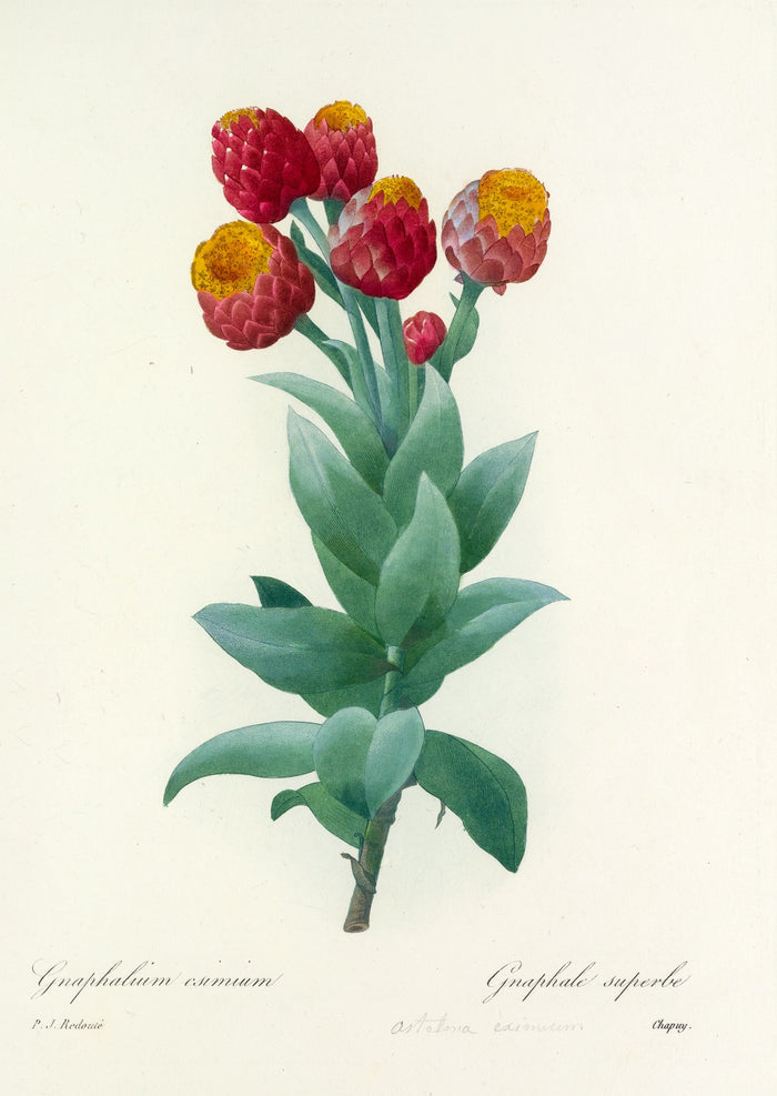 Giant cudweed (Gnaphalium eximium)by Pierre Joseph Redouté, 1827
