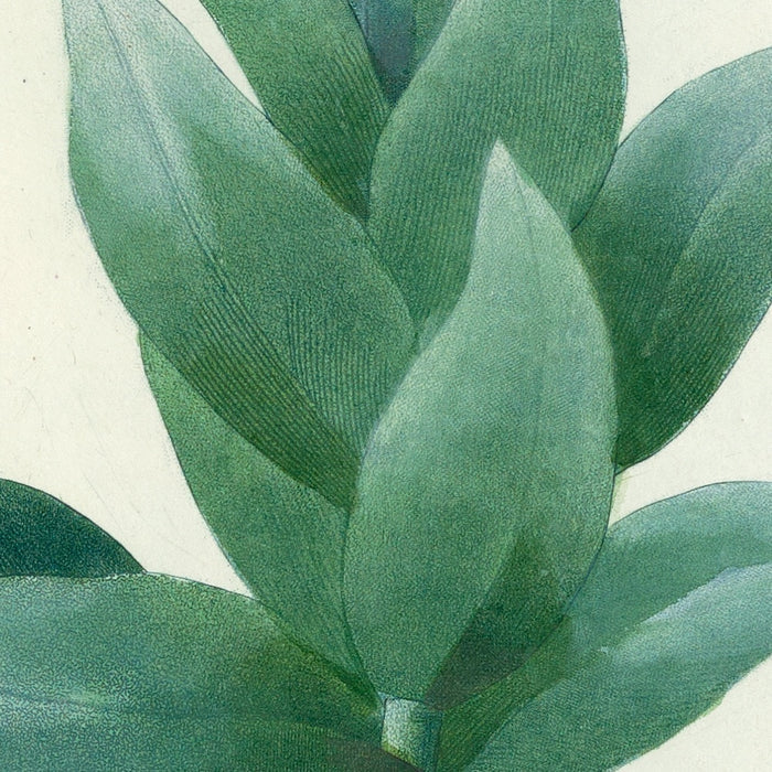 Giant cudweed (Gnaphalium eximium)by Pierre Joseph Redouté, 1827
