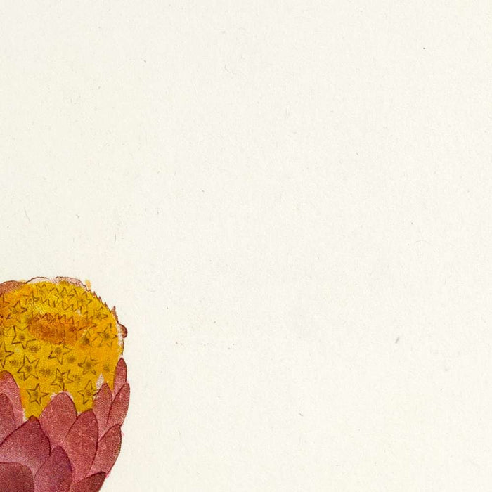Giant cudweed (Gnaphalium eximium)by Pierre Joseph Redouté, 1827