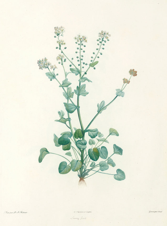 La Botanique de J. J. Rousseau (Plate 10) by Pierre Joseph Redouté, 1805