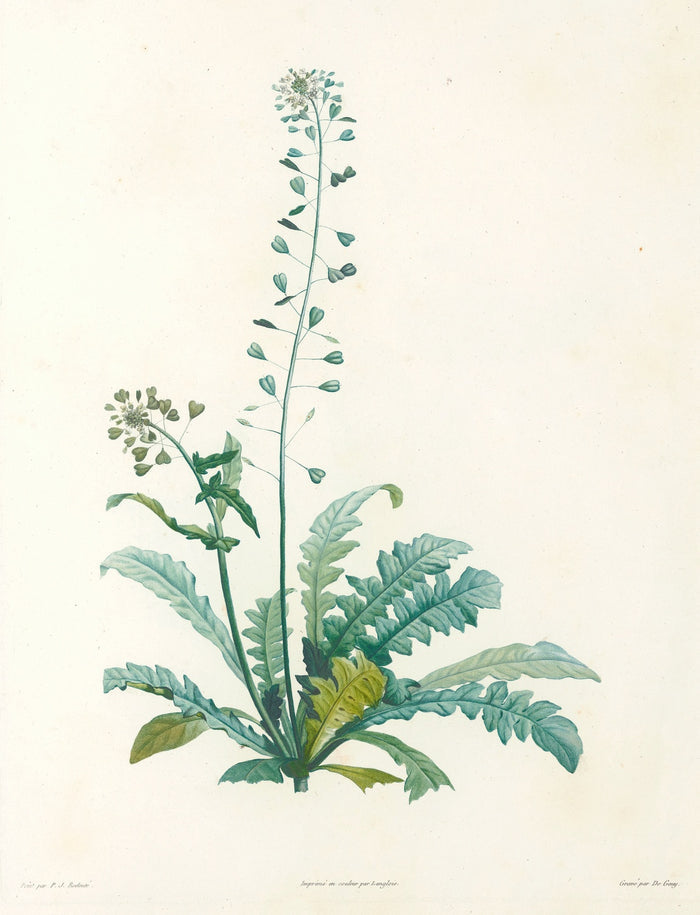 La botanique de J. J. Rousseau (Plate 13) by Pierre Joseph Redouté, 1805