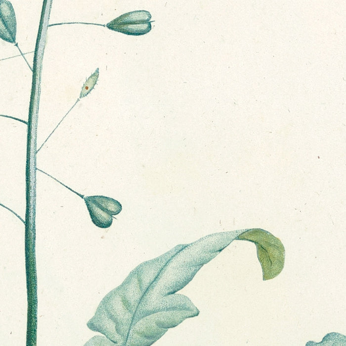 La botanique de J. J. Rousseau (Plate 13) by Pierre Joseph Redouté, 1805