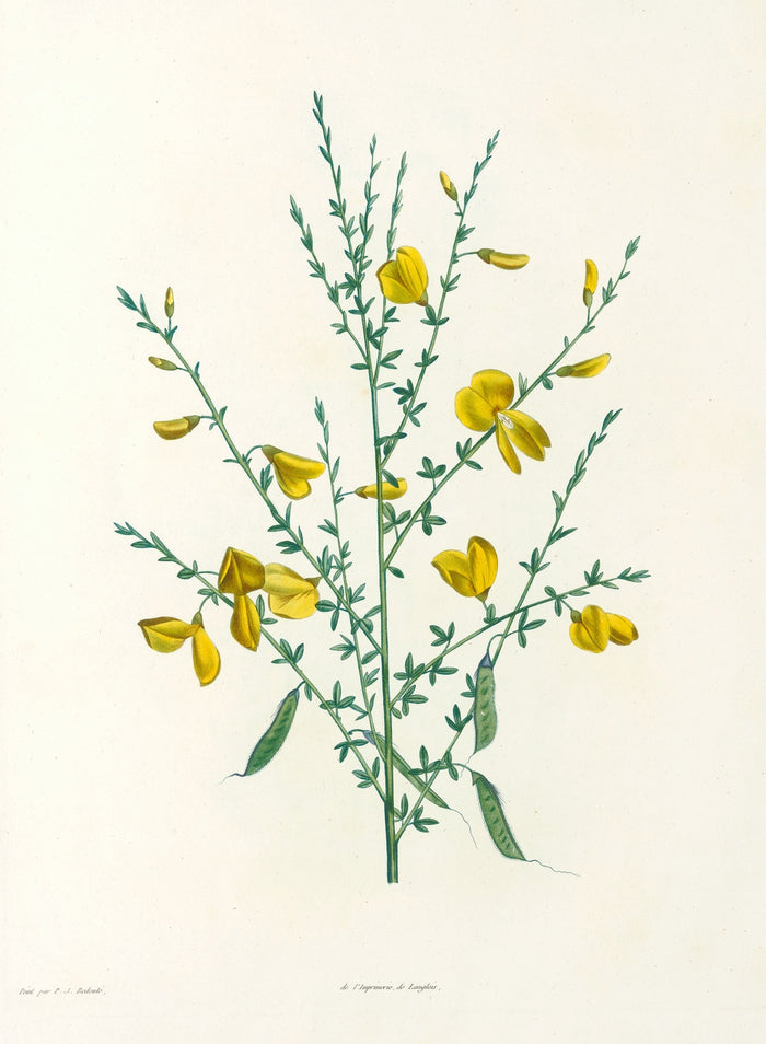 La Botanique de J. J. Rousseau (Plate 16) by Pierre Joseph Redouté, 1805