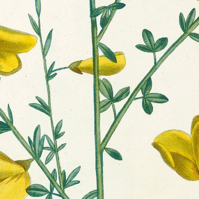 La Botanique de J. J. Rousseau (Plate 16) by Pierre Joseph Redouté, 1805