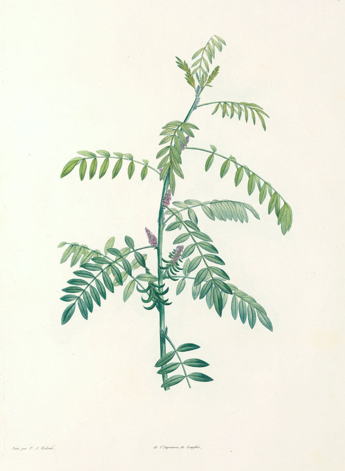 La botanique de J. J. Rousseau (Plate 19) by Pierre Joseph Redouté, 1805
