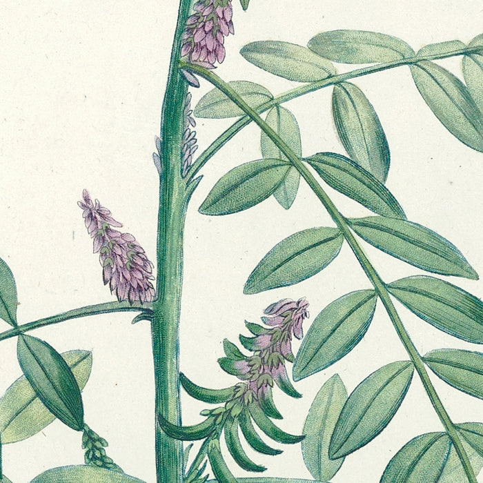 La botanique de J. J. Rousseau (Plate 19) by Pierre Joseph Redouté, 1805
