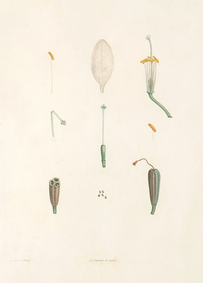 La Botanique de J. J. Rousseau, Plate 2 by Pierre Joseph Redouté, 1805