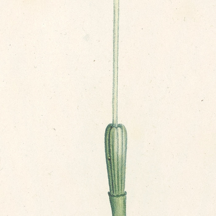 La Botanique de J. J. Rousseau, Plate 2 by Pierre Joseph Redouté, 1805