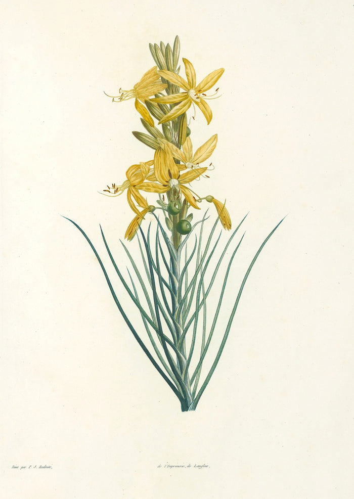 La botanique de J. J. Rousseau, Plate 3 by Pierre Joseph Redouté, 1805