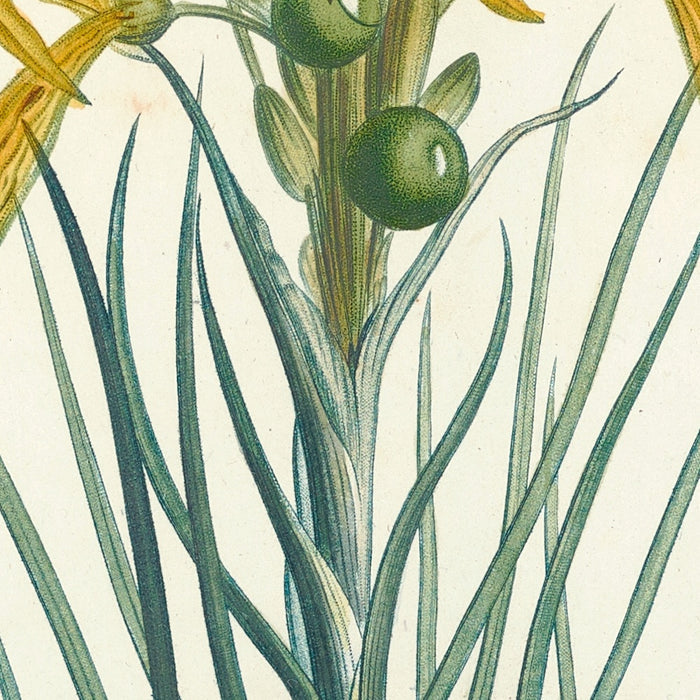 La botanique de J. J. Rousseau, Plate 3 by Pierre Joseph Redouté, 1805