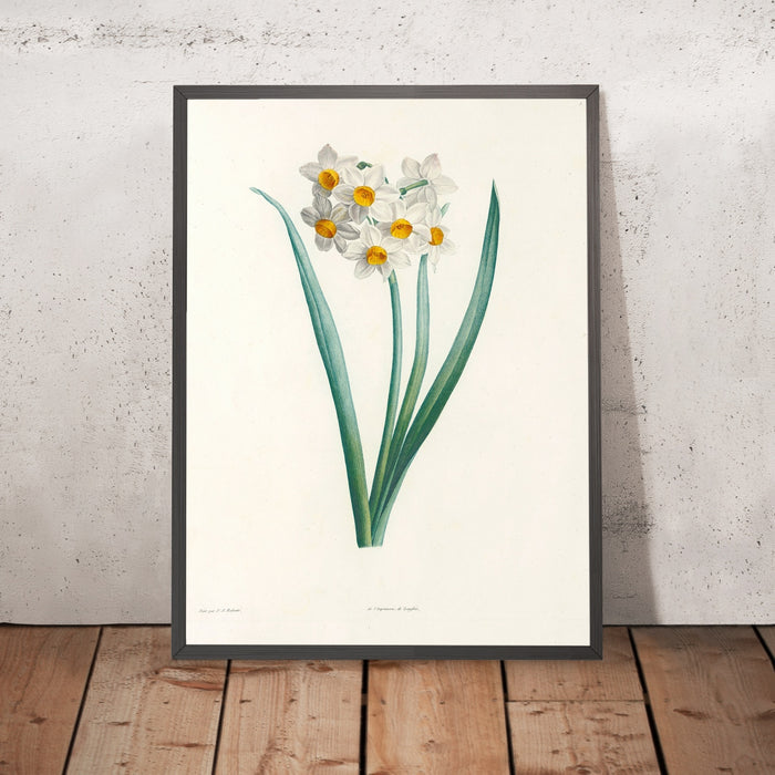 A framed image of Narcissus (Plate 5) by Pierre Joseph Redouté, 1805