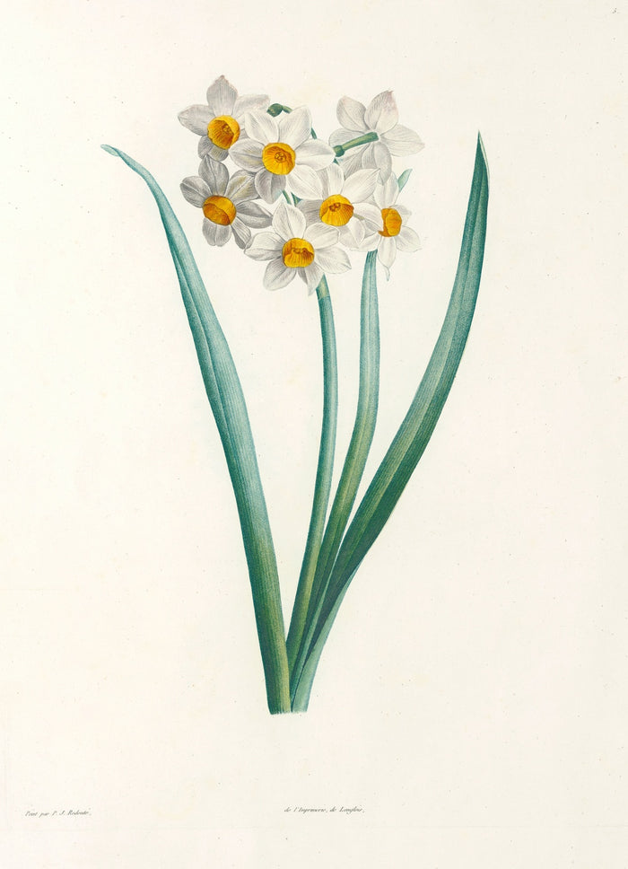 Narcissus (Plate 5) by Pierre Joseph Redouté, 1805