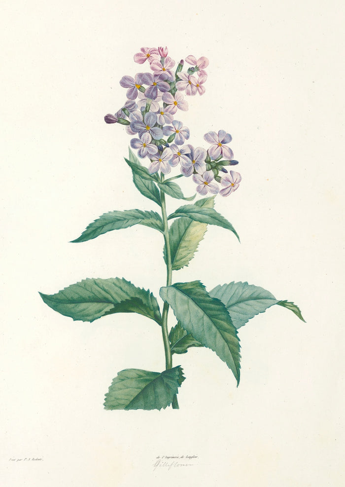 Phlox (Plate 9) by Pierre Joseph Redouté, 1805