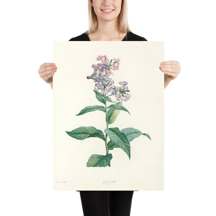Phlox (Plate 9) by Pierre Joseph Redouté, 1805