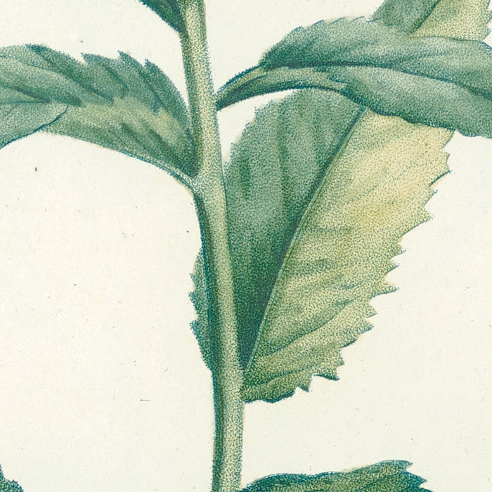 Phlox (Plate 9) by Pierre Joseph Redouté, 1805