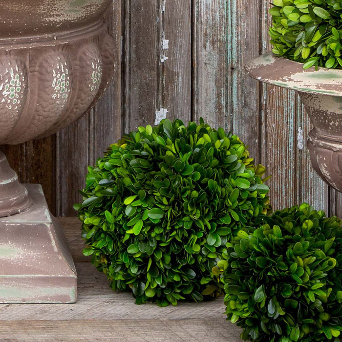 Preserved Boxwood Ball, 8"