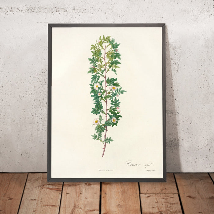 A framed image of Rosa Aciphylla by Pierre Joseph Redouté, 1817