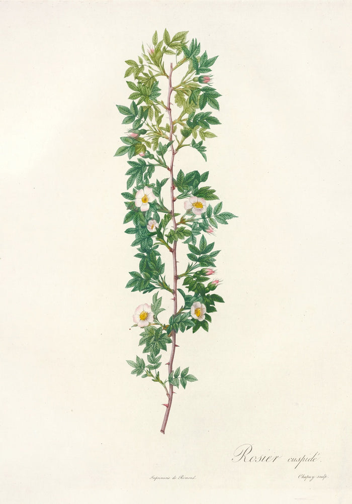 Rosa Aciphylla by Pierre Joseph Redouté, 1817