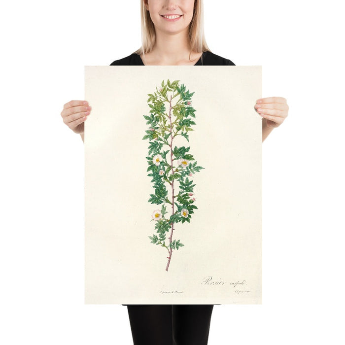 Rosa Aciphylla by Pierre Joseph Redouté, 1817
